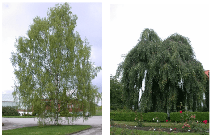 Ornäsbjørk (Betula pendula 'Dalecarlica') og hengebjørk 'Youngii' (Betula pendula 'Youngii') har ulik vekstform selv om de tilhører samme art.