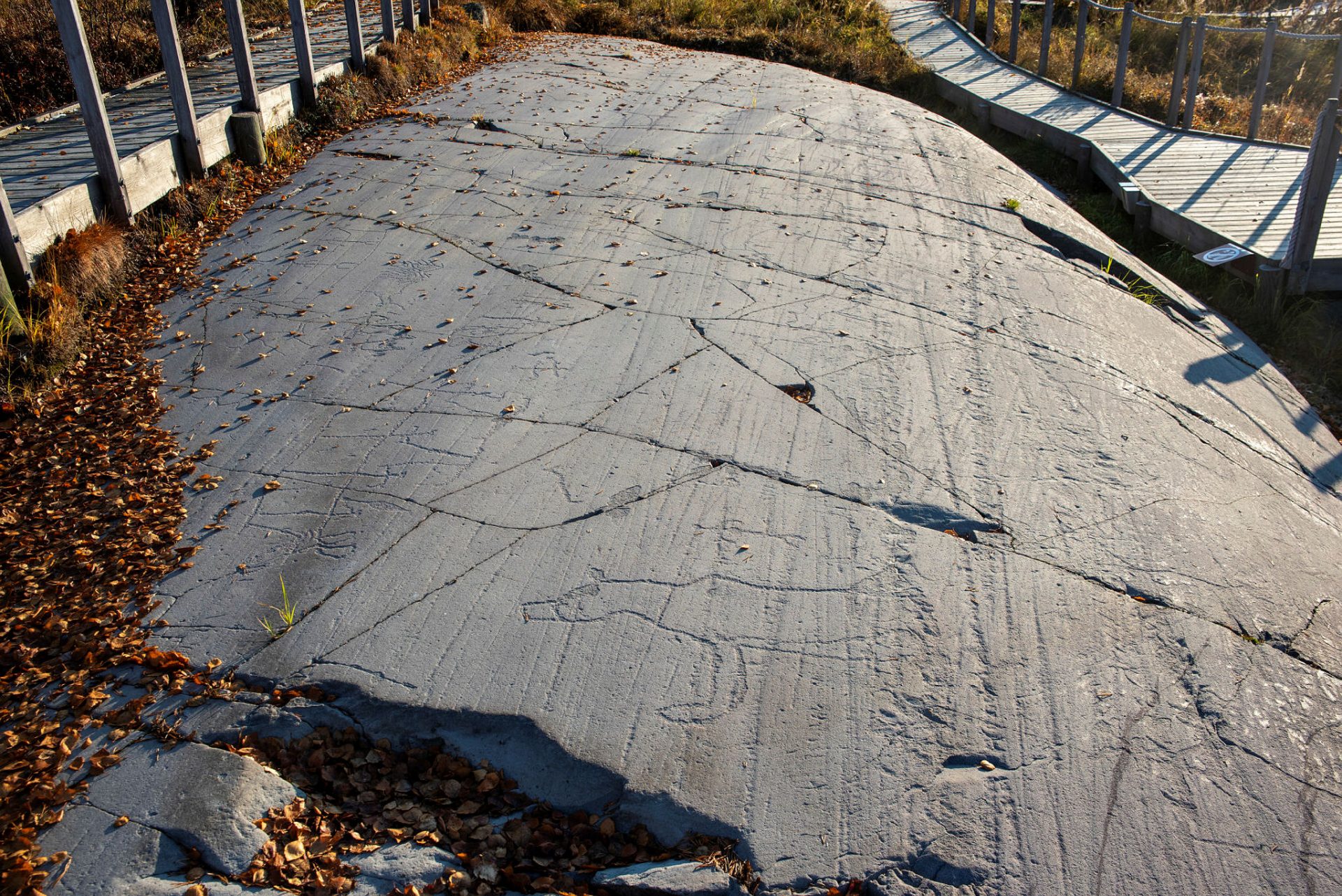 Rock carvings in Hjemmeluft in Alta: Bear on rock art surface, made accessible to the public. Photo: Arve Kjersheim, the Dircetorate for Cultural Heritage