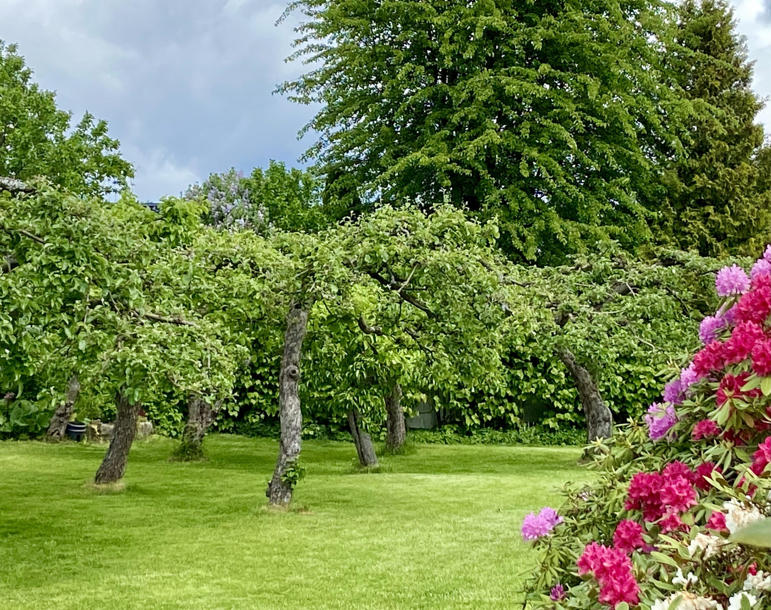 Hagen i Sveins gate 15 i Larvik, med epletrær