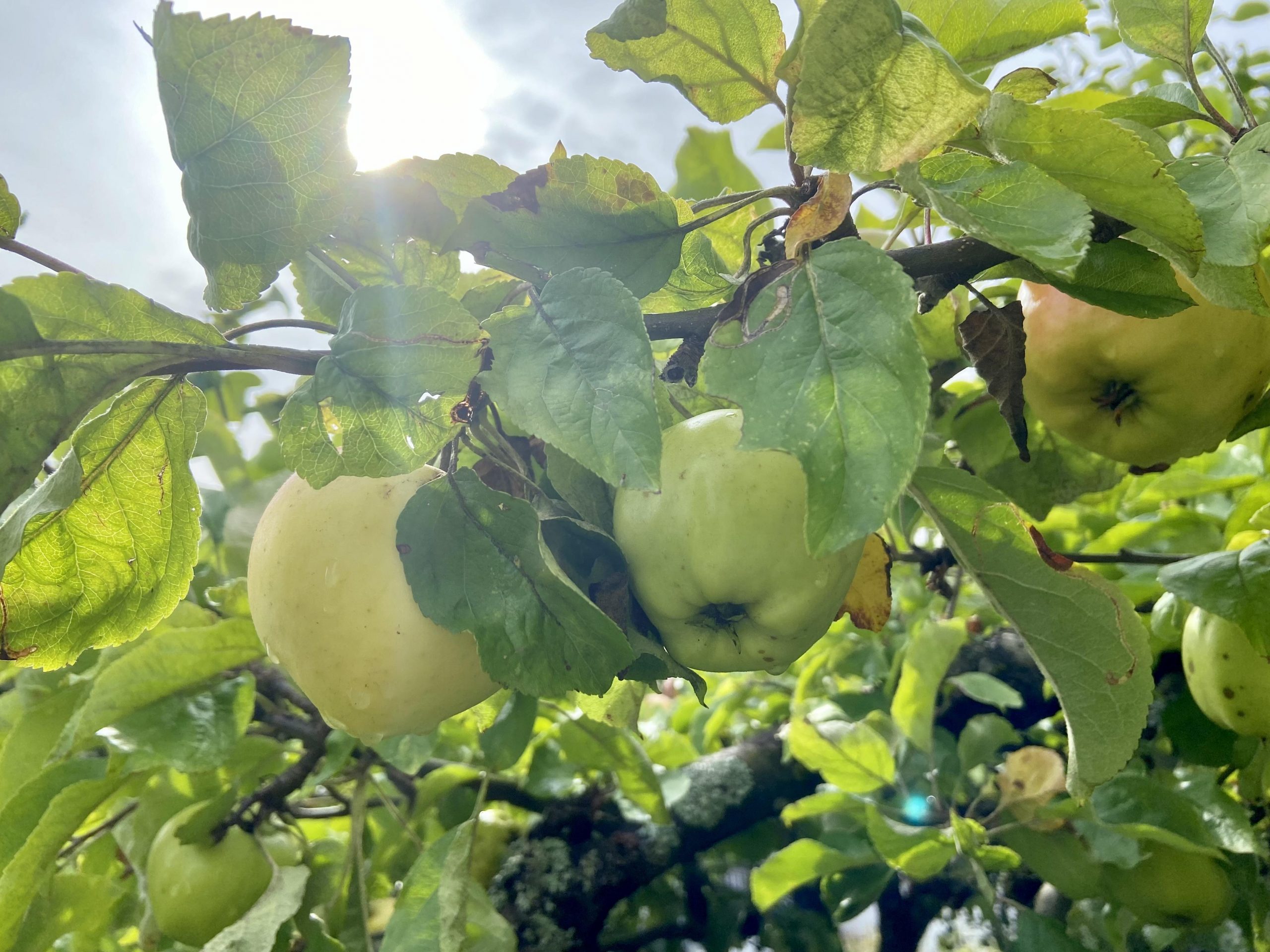 Epler i Sveins gate