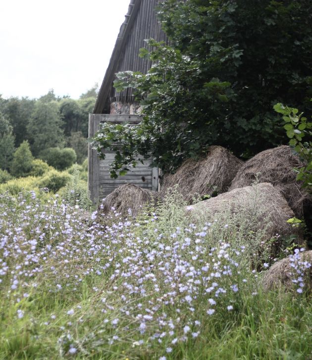 Lilla blomster, en eng, i bakgrunnen et gammelt hus med en oppslått, grå dør i tre.
