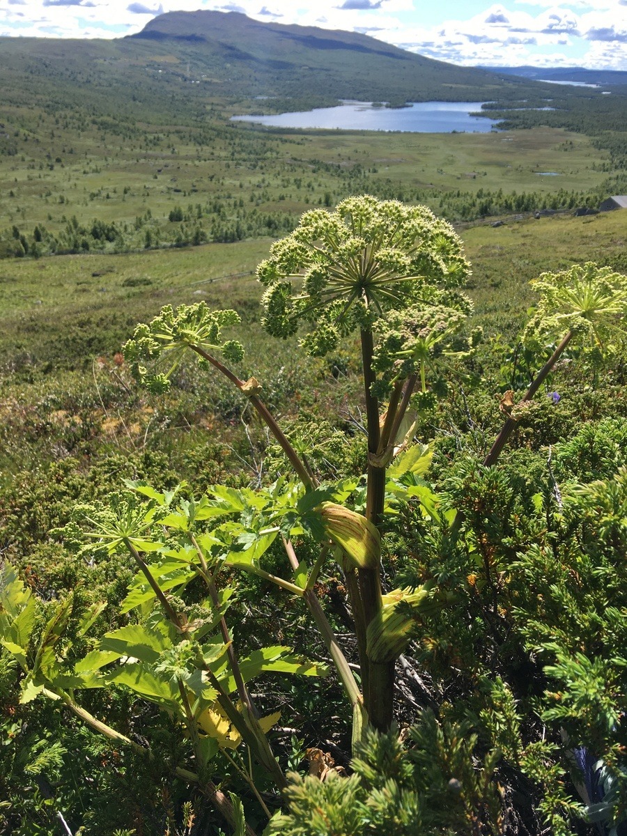 Bilde av Kvann - en broccoli-lignende blomsterplante i fjell-landskap